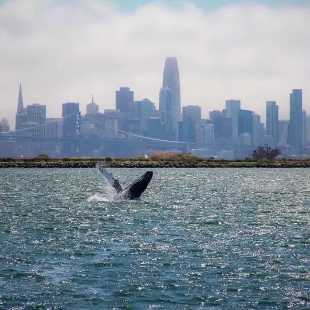 Una balena fa breccia nelle acque della Baia di San Francisco.